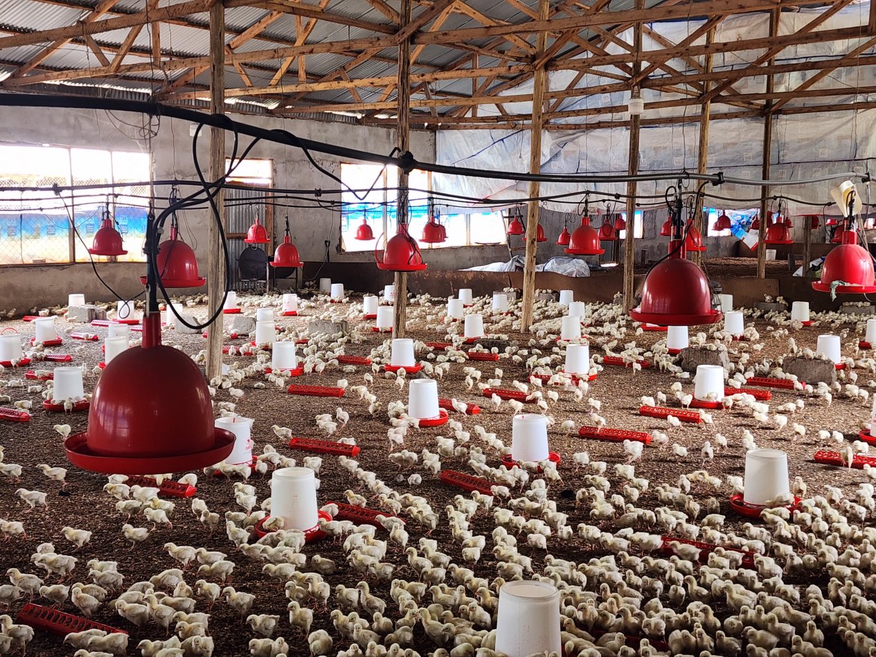 Chanika Poultry Farm's Farm