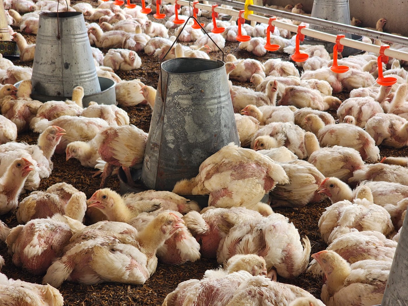 Birds actively feeding, with strong feed intake observed across the flock.