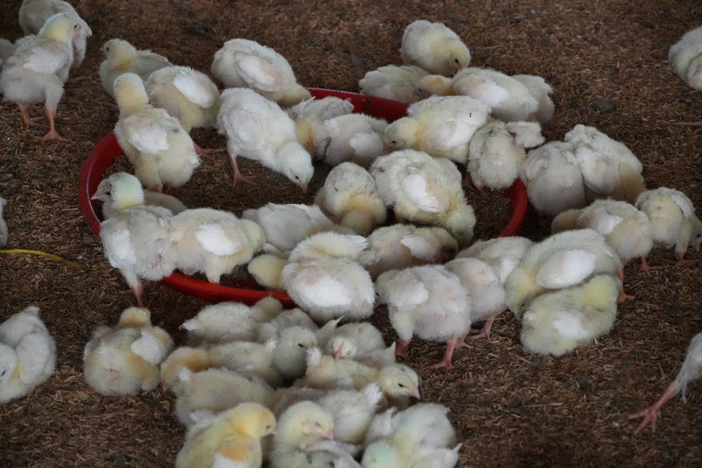 Healthy birds with good feather coverage and active behavior, indicating strong growth performance.