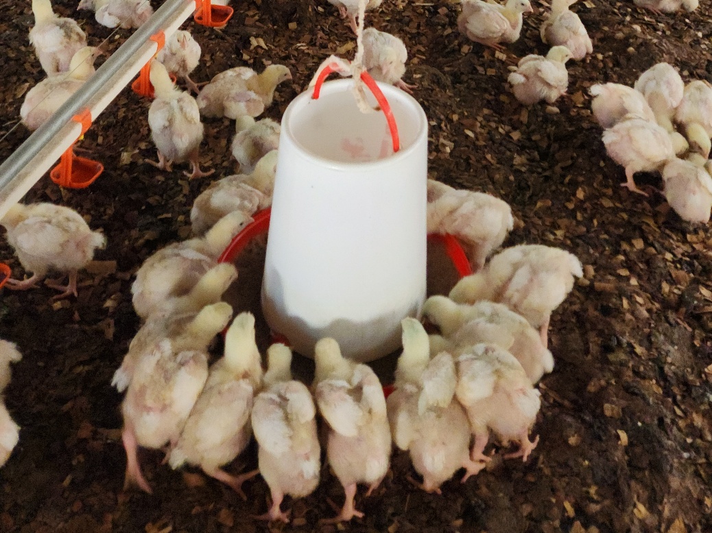 Birds actively feeding — strong feed intake observed across the flock.