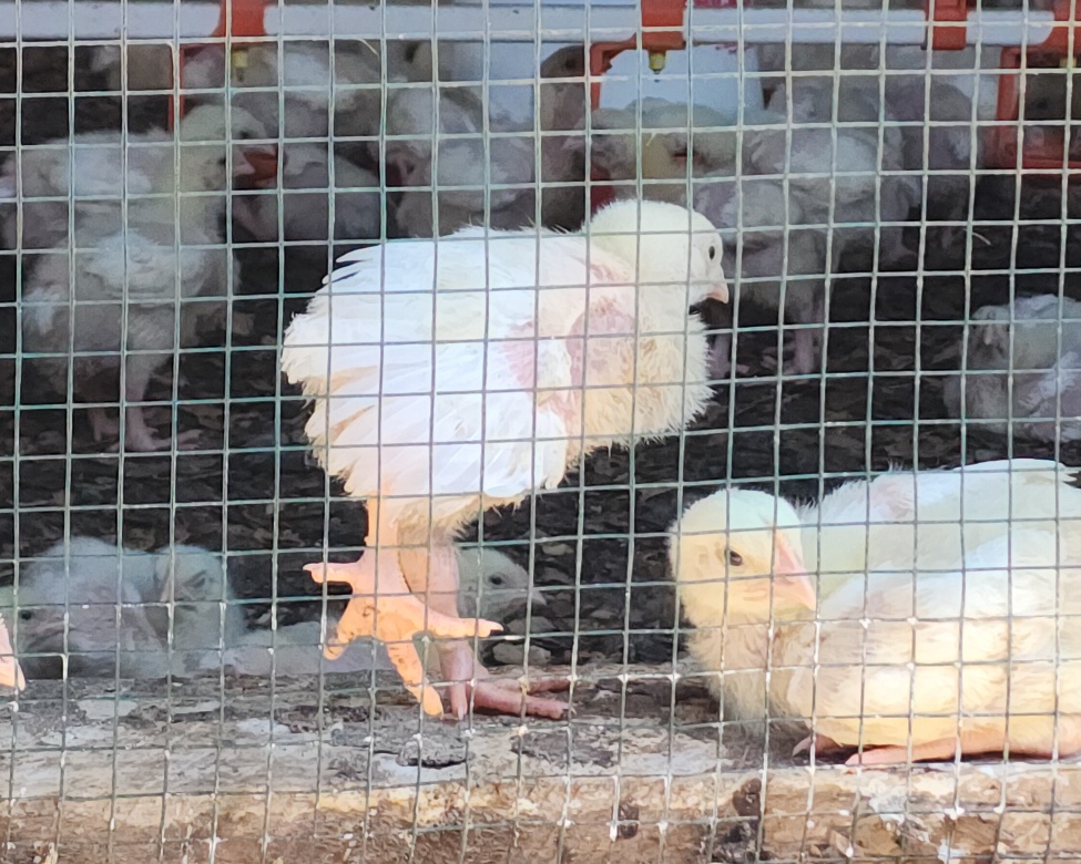 Healthy birds with good feather coverage and active behaviour, indicating strong growth performance.